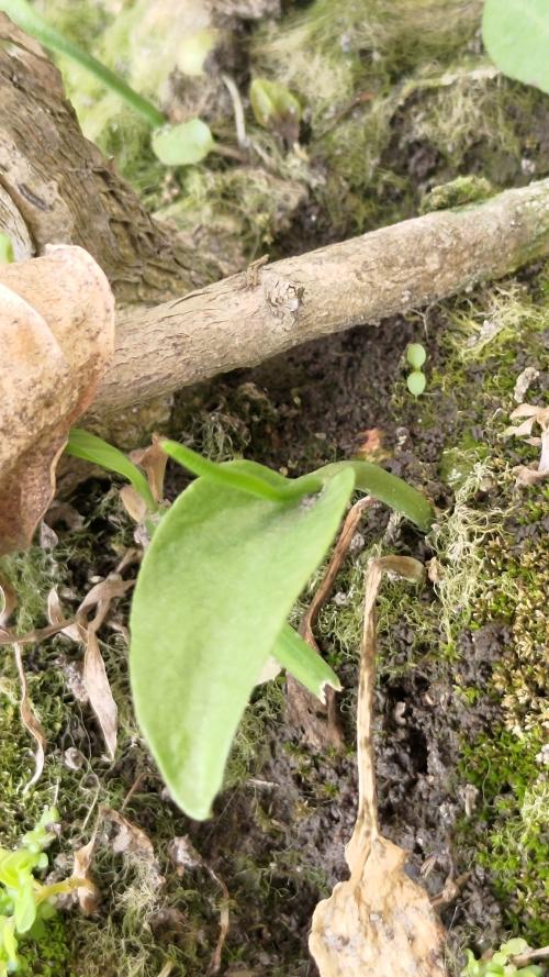 銳頭瓶爾小草