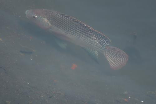 尼羅口孵非鯽