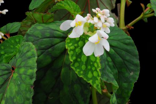 Begonia chlorosticta Sands