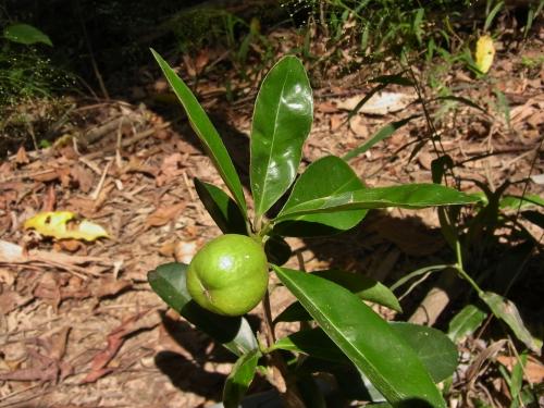 武威山烏皮茶