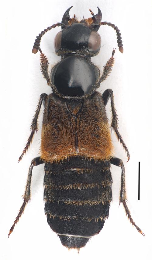 Creophilus flavipennis_female