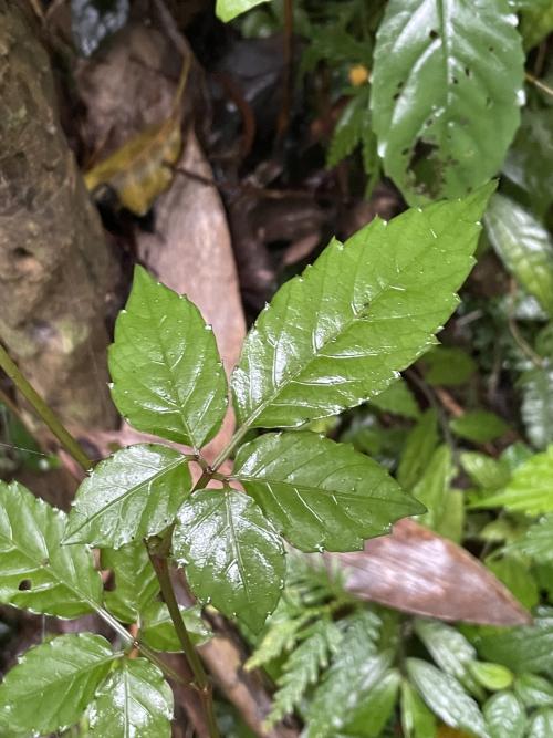 角花烏蘞莓