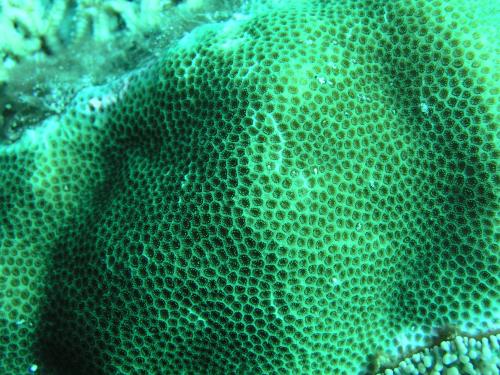 堅實微孔珊瑚