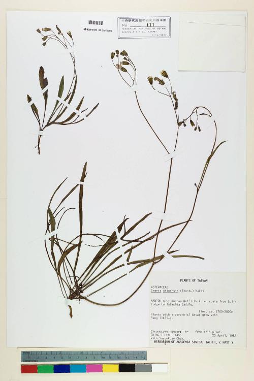 Ixeris chinensis (Thunb.) Nakai_標本_BRCM 7076