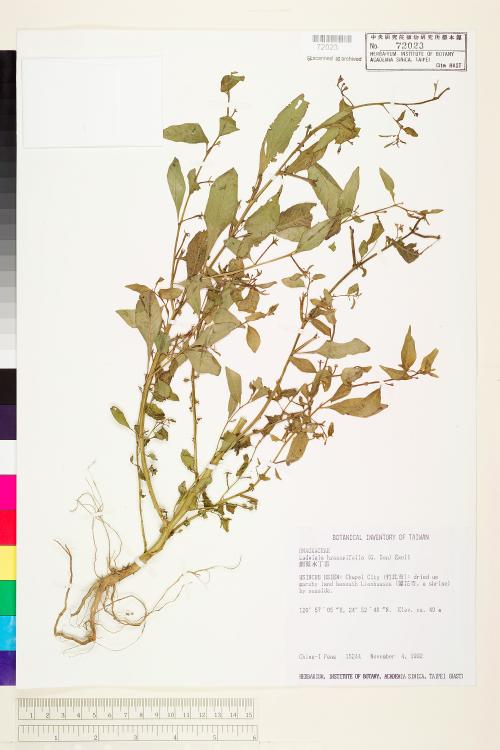 Ludwigia hyssopifolia (G. Don) Exell_標本_BRCM 3648