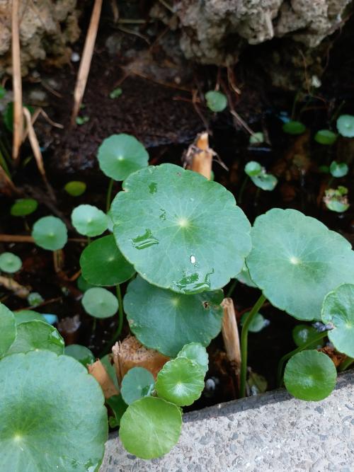 香菇草