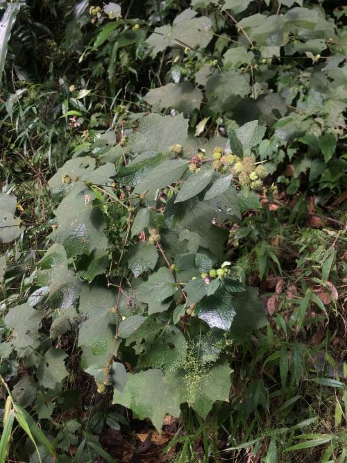 地桃花 (肖梵天花)