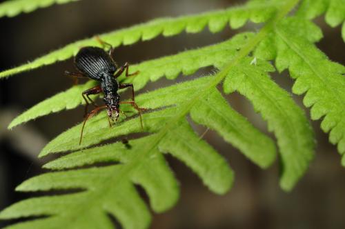 Drypta formosana_20140419_苗栗南庄