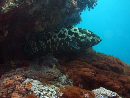 Epinephelus polyphekadion 清水石斑魚