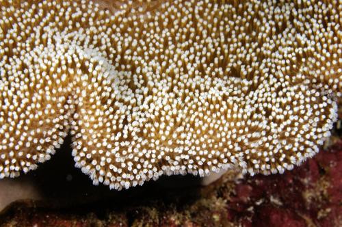 星形肉質軟珊瑚