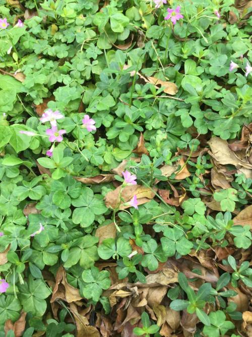 紅花酢漿草 (紫花酢漿草)