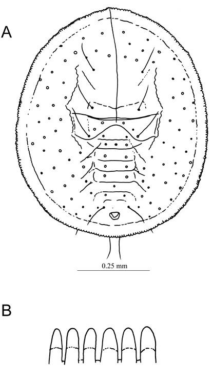 Crenidorsum micheliae  (Takahashi, 1932)  黃玉蘭摺粉蝨