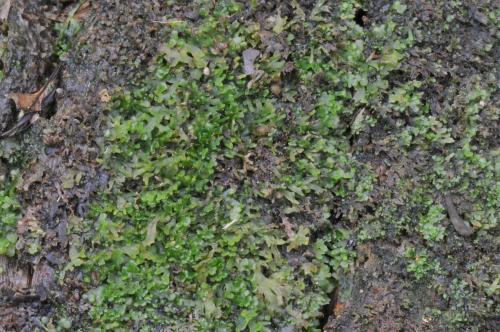 Riccardia latifrons (Lindb.) Lindb. 寬片葉蘚 生態照