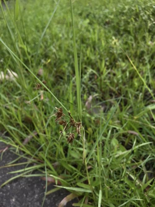 兩歧飄拂草 (棱穗飄拂草)