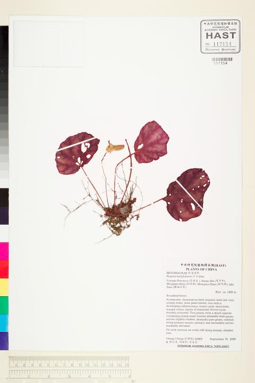 Begonia menglianensis標本_BRCM 2193