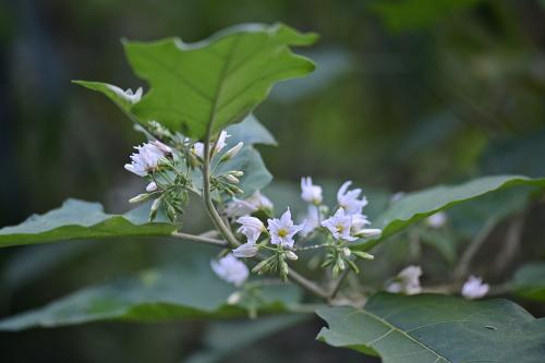 水茄