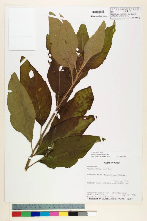 Pluchea carolinensis (Jacq.) G. Don_標本_BRCM 5930
