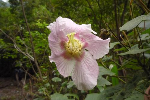 牧野氏山芙蓉