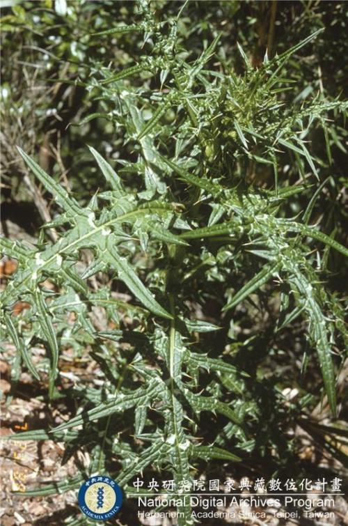 Cirsium tatakaense Y.H.Tseng & C.Y.Chang_BRCM 6169