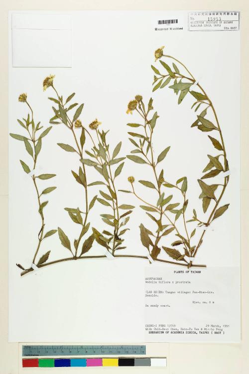 Wedelia biflora (L.) DC._標本_BRCM 7349