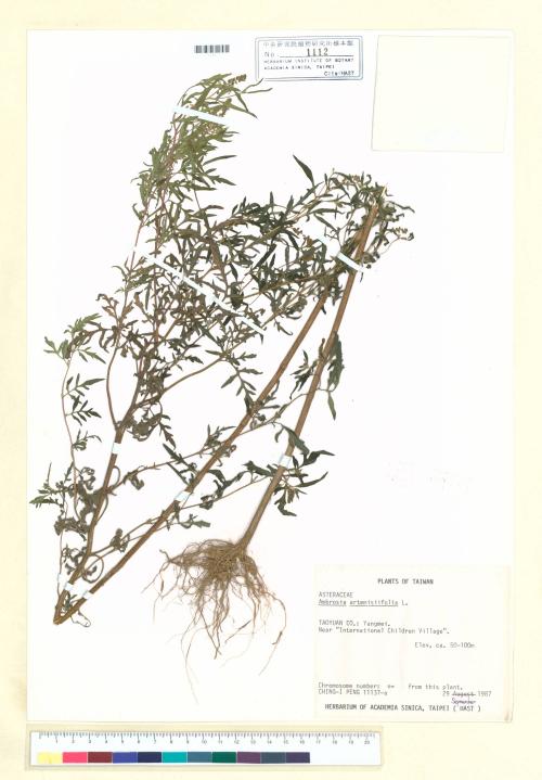Ambrosia artemisiifolia L._標本_BRCM 5659