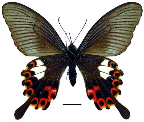 Papilio helenus fortunius Fruhstorfer, 1908 白紋鳳蝶