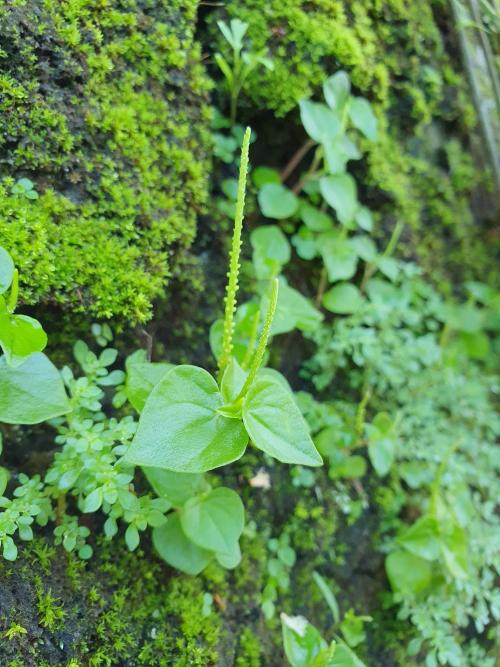 草胡椒