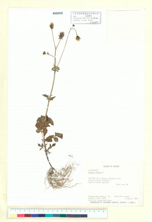 Bidens pilosa L._標本_BRCM 6973