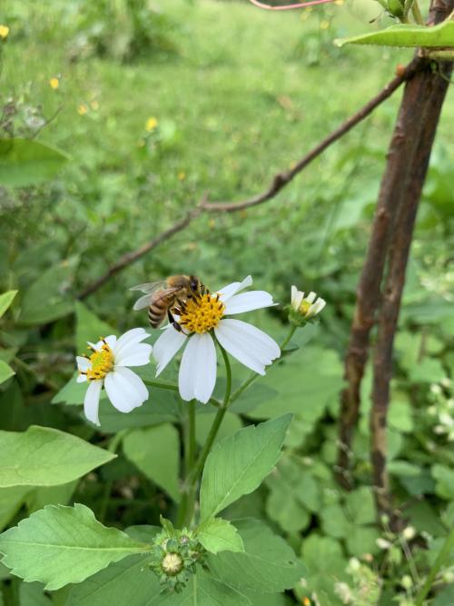 西方蜜蜂