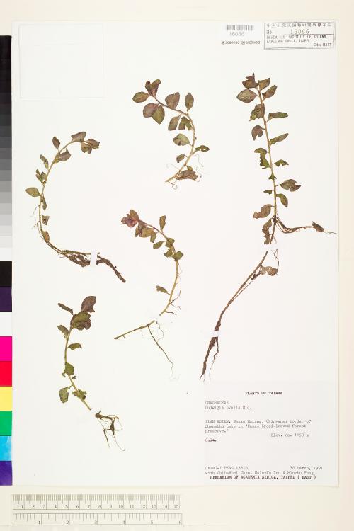 Ludwigia ovalis Miq._標本_BRCM 3644