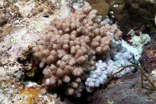 簡易葇荑軟珊瑚