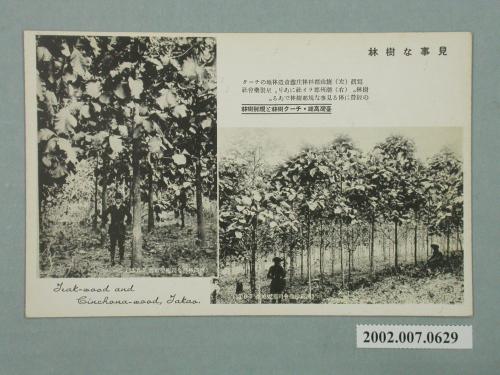 臺灣高雄的樹林