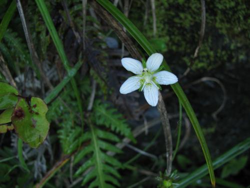 梅花草