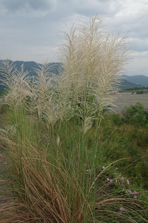 甜根子草