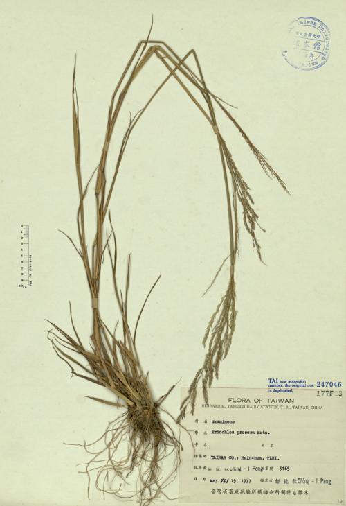 Eriochloa procera Retz._標本_BRCM 4686