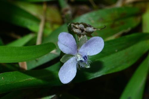 牛軛草