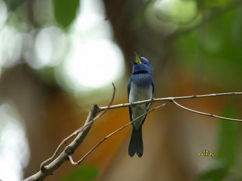 20090724_380328_Black-naped_Monarch_2927.jpg