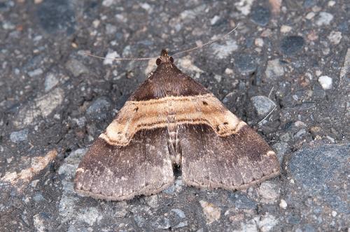 111005 南投 石山 21 Bertula terminalis (Wileman, 1915) Female_800ori