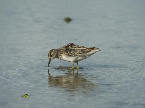 20091023_380220_Long-toed_Stint_0399.jpg