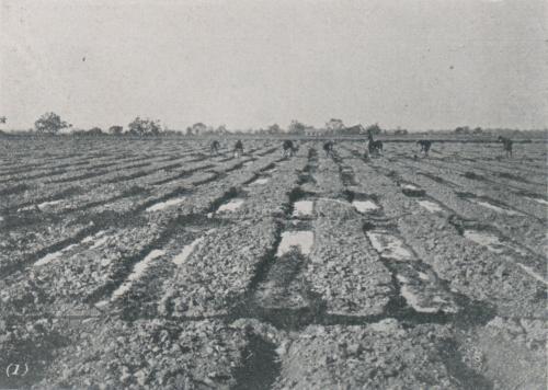 甘蔗園種苗時的灌溉 