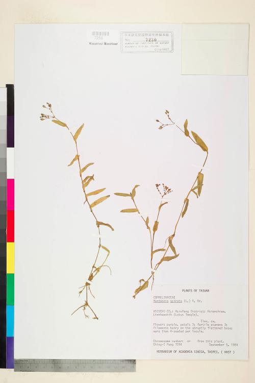 Murdannia spirata (L.) Brückn._標本_BRCM 5979