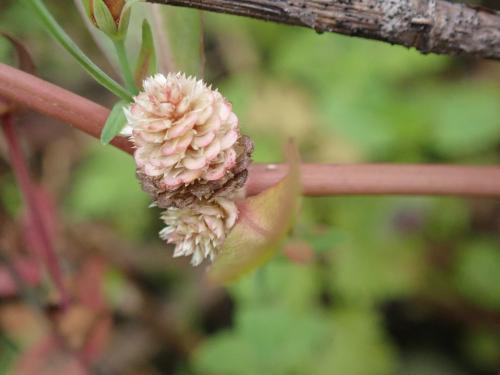 蝦鉗菜 (蓮子草 )