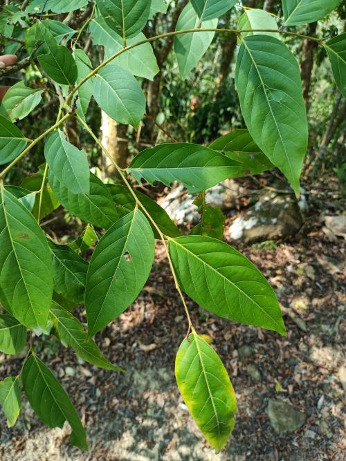 披針葉饅頭果