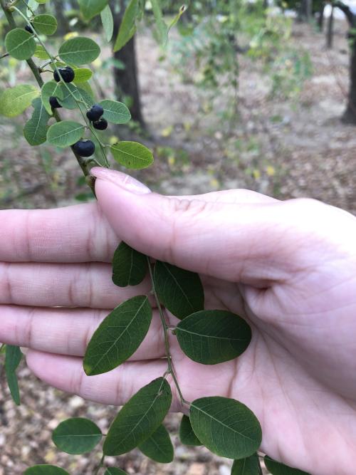 小果葉下珠、多花油柑、爛頭砵