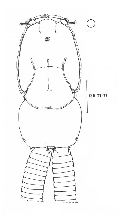 Anuretes branchialis-female