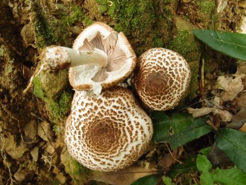 Agaricus bresadolanus(假根蘑菇)