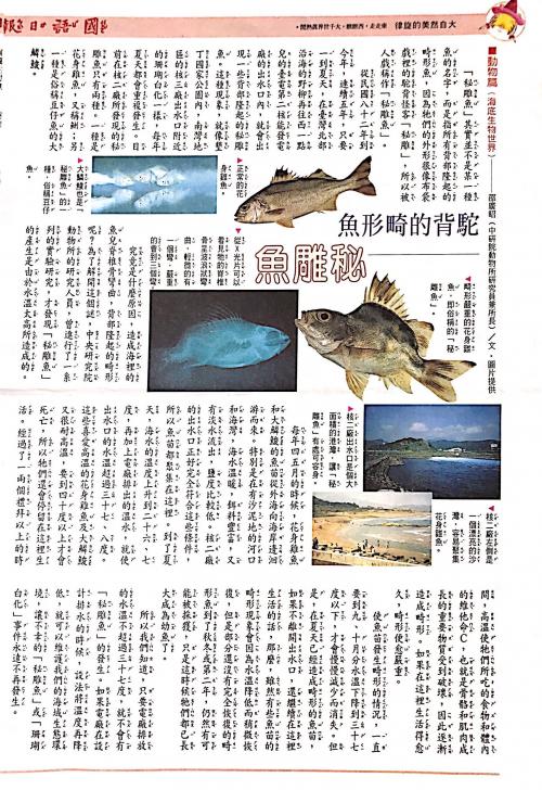 國語日報—海底生物世界：秘鯛魚