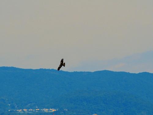 黑鳶