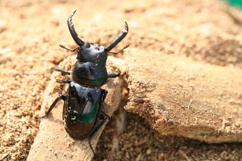 漆黑鹿角鍬形蟲-Pseudorhaetus sinicus concolor-20061006-漆黑鹿角-照片 239