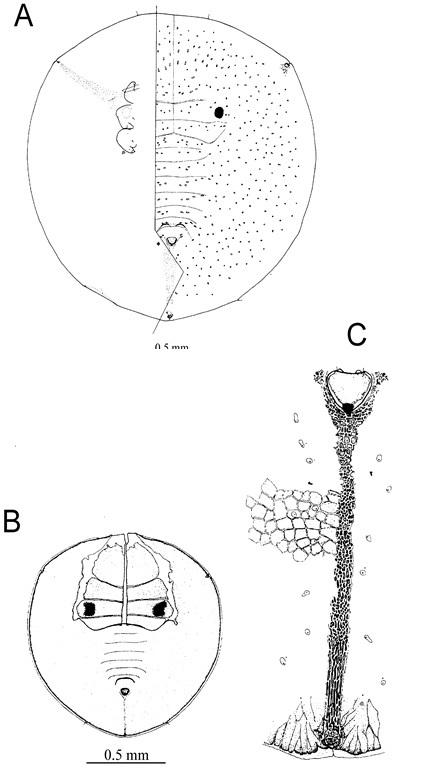 Gigaleurodes minahassai  (Martin, 1988)  巨粉蝨